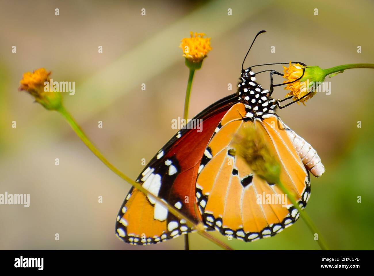 bella farfalla sul fiore . danaus chrysippus pianura tigre farfalla. Foto Stock