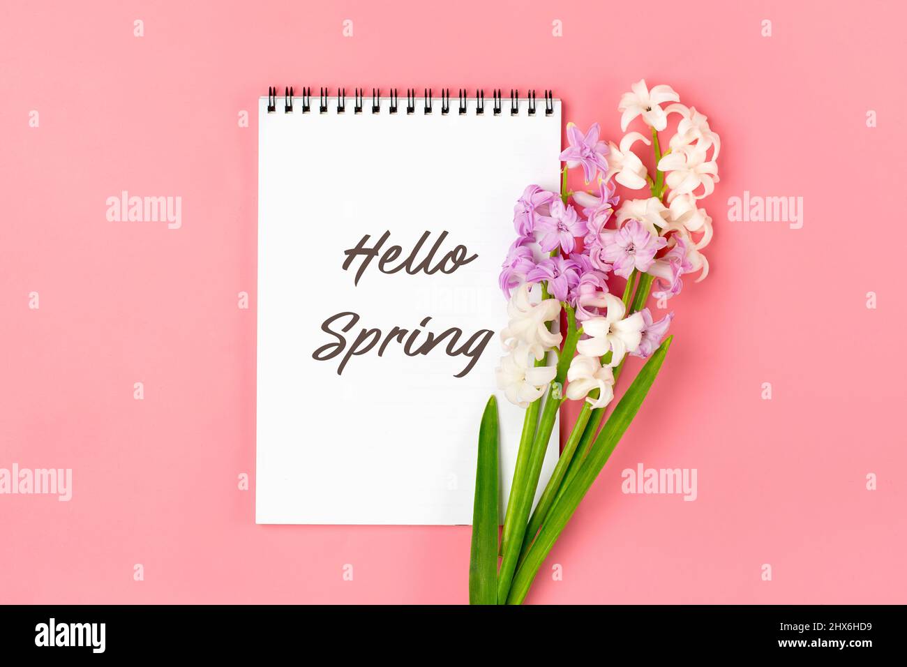 Bouquet di fiori primaverili di giacinti lilla, testo Ciao primavera su sfondo rosa Vista dall'alto piatto Lay Holiday card Ciao primavera concetto Foto Stock