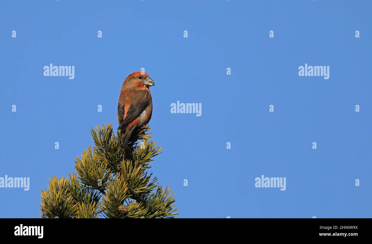 Parrot crossbill, Loxia pytyopsittacus, maschio seduto in cima al pino Foto Stock