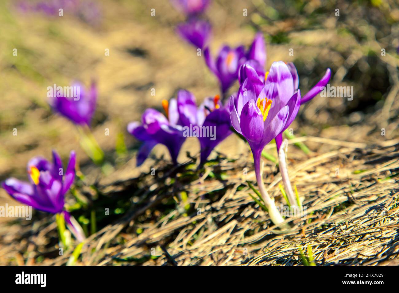 Fiore di crocus viola sul prato primaverile. Carpazi, Ucraina, Europa. Mondo di bellezza. Foto Stock