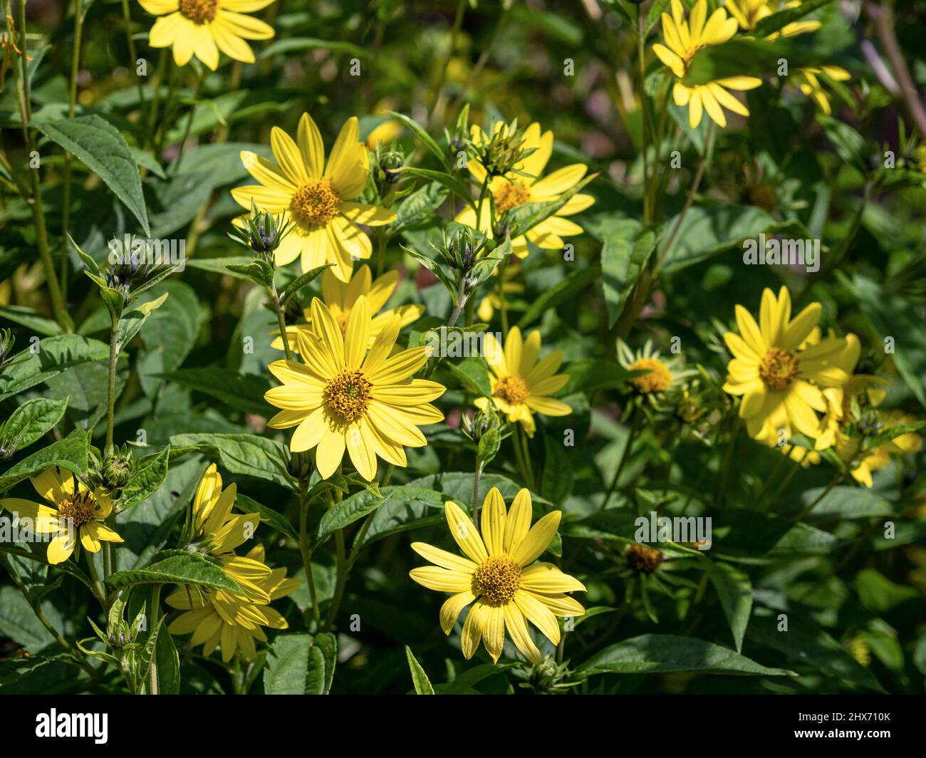 Girasoli a foglia stretta Helianthus angustifolius in un giardino Foto Stock