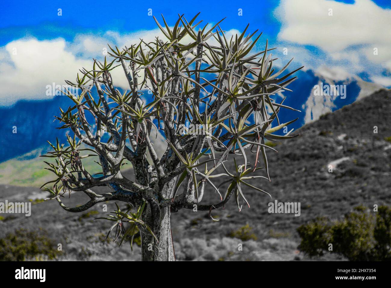 Piante naturali creative, aloe, succulenti e fremiti. Giardini botanici nazionali del Sud Africa. Sfondi, Abstract & Interior Design Foto Stock