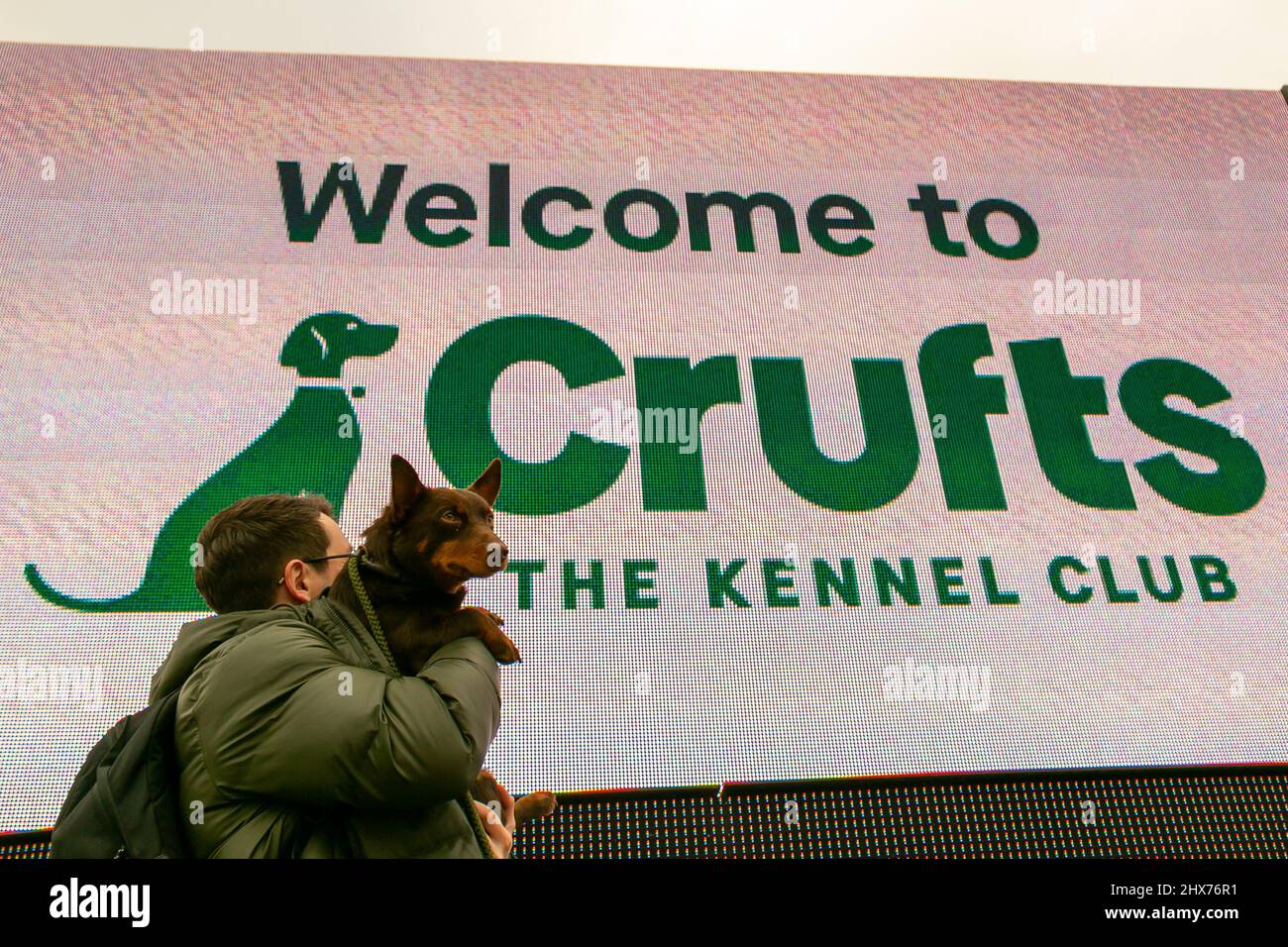 Birmingham, Regno Unito. 10th Mar 2022. Dopo una pausa di due anni a causa di Coronavirus, Crufts è tornato al NEC, Birmingham, con centinaia di cani di razza lavorante e pastorale scendere in mostra per il primo giorno. Credit: Peter Lopeman/Alamy Live News Foto Stock