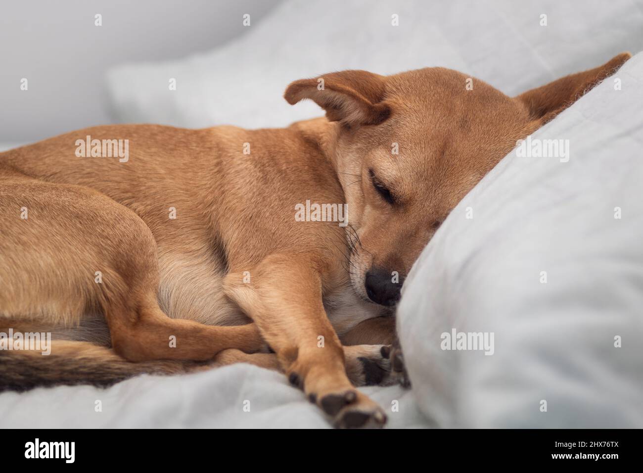Primo piano di un piccolo cane di razza mista marrone chiaro che dorme comodamente e profondamente a casa su un soffice letto umano bianco con la testa che riposa sul cuscino Foto Stock