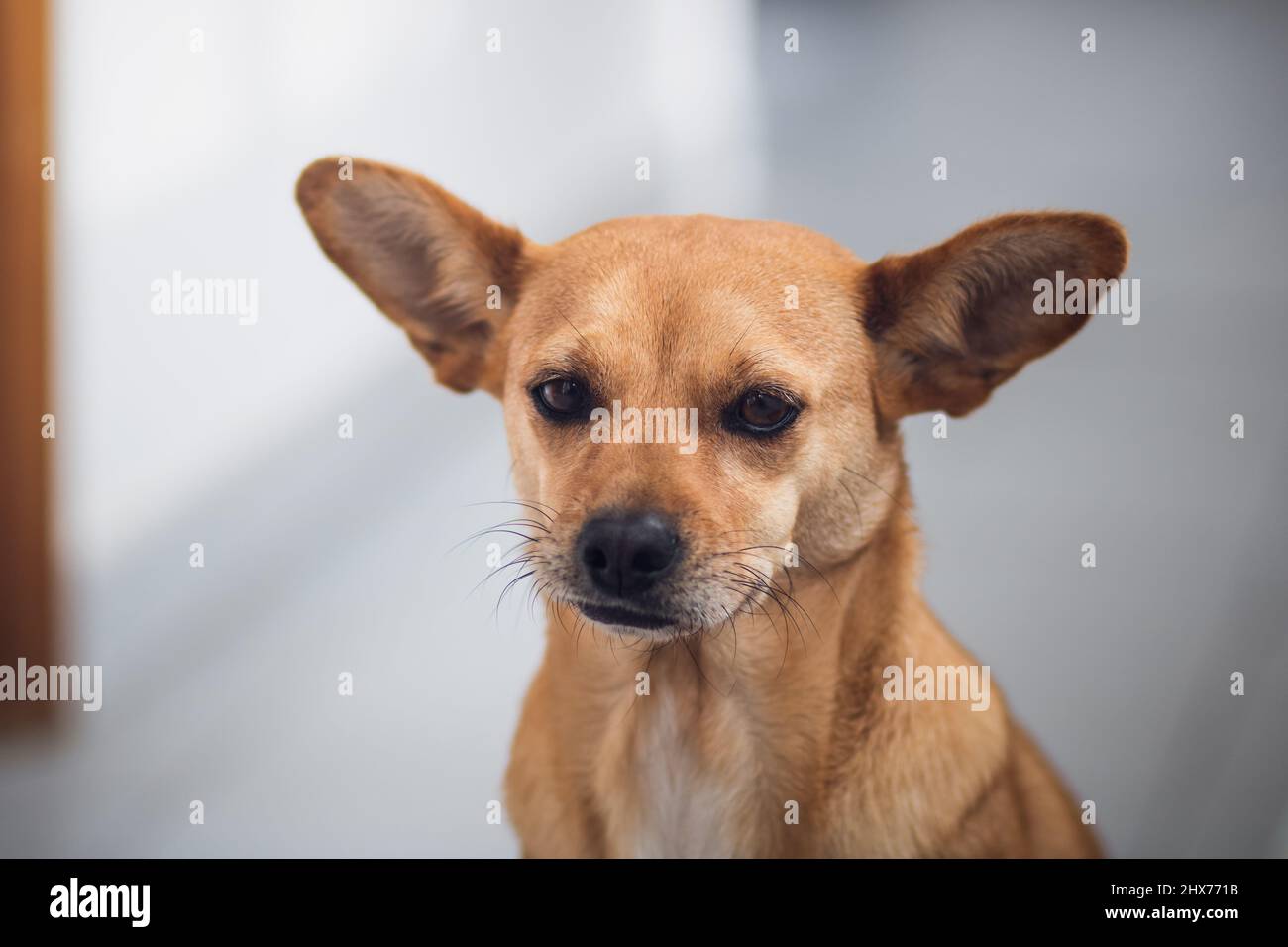 Primo piano ritratto di un carino cane di razza mista con grandi spighe pointy seduta in un ambiente domestico isolato su uno sfondo chiaro sfocato Foto Stock