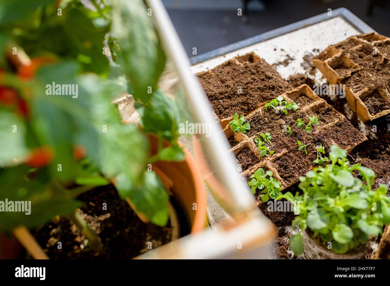coltivando un giardino della cucina Foto Stock