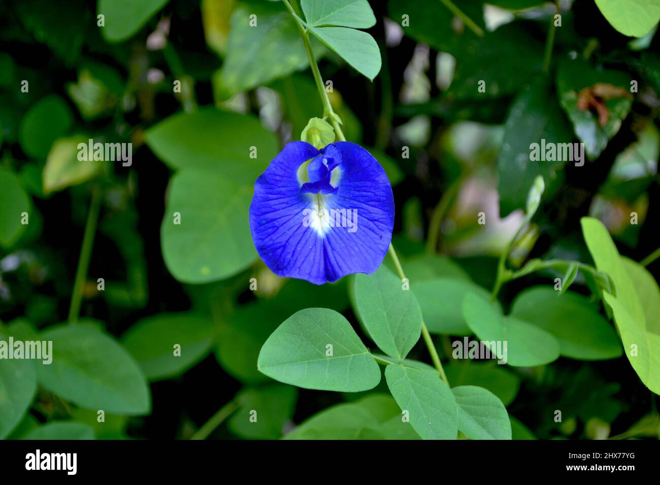 Clitoria ternatea fiore viola profondo nel giardino Foto Stock