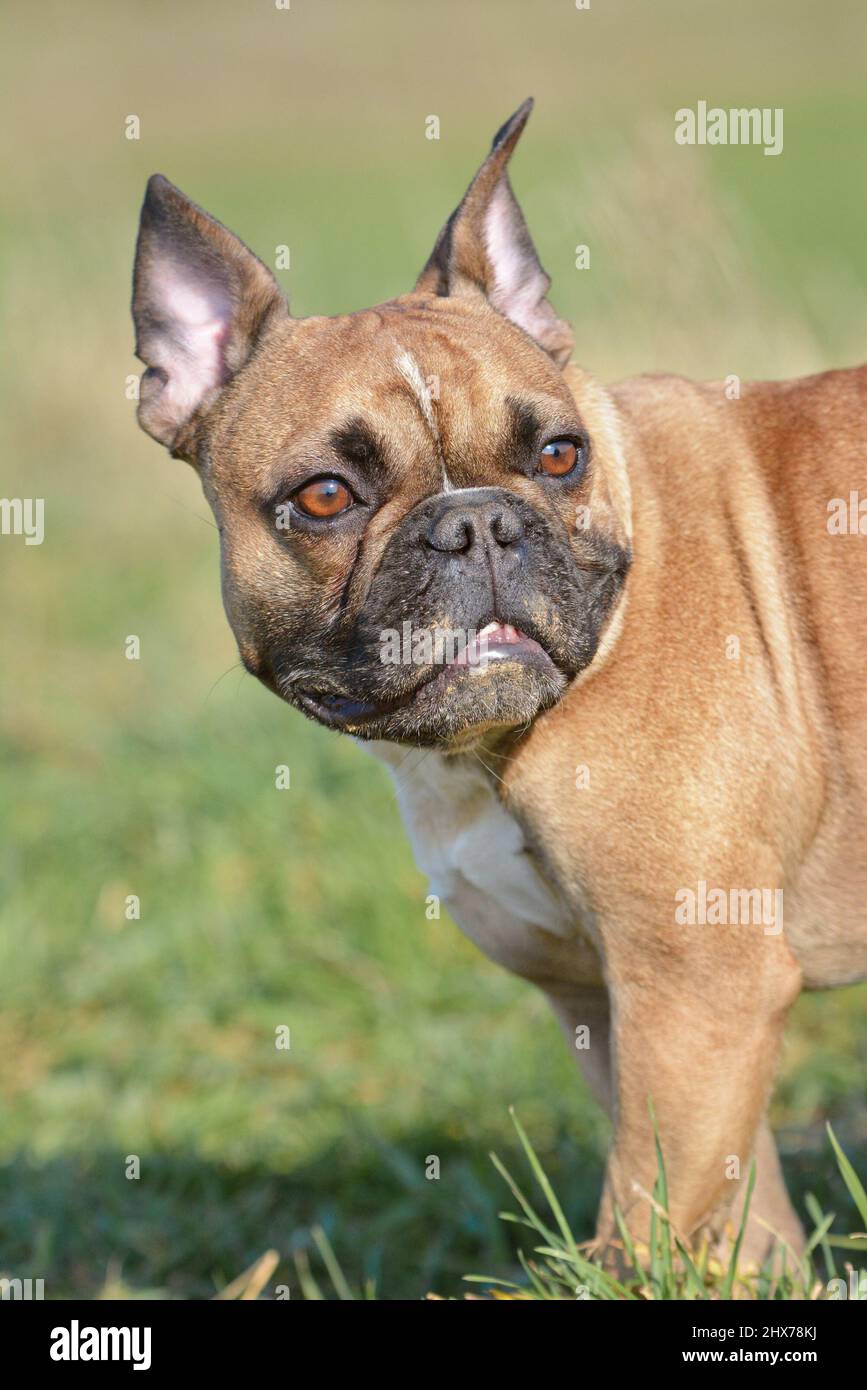 Cane Bulldog francese di colore Fawn con occhi ambrati e orecchie appuntite Foto Stock