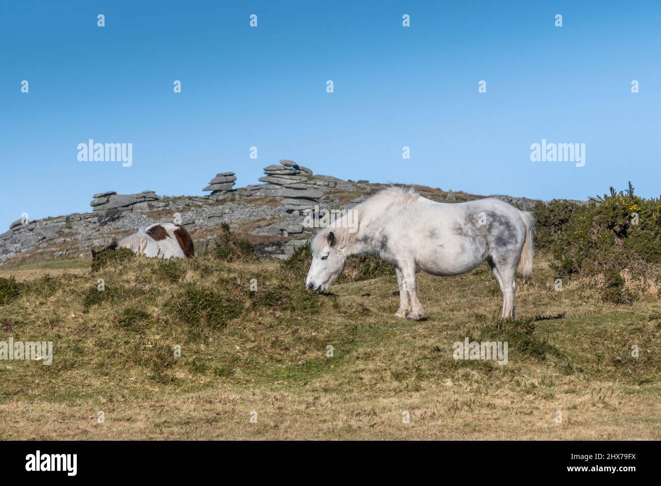 Iconici pony di Bodmin selvaggi che pascolano su Minion Downs a Bodmin Moor in Cornovaglia. Foto Stock