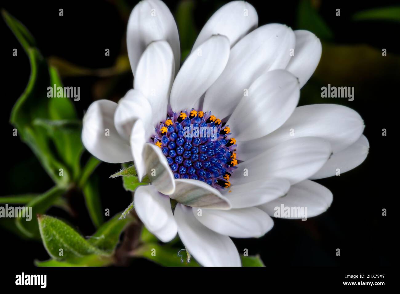 Daisy africano mezza apertura, primo piano macrofotografia, foglie verde sfocate su sfondo nero. Osteospermum ecklonisis bianco, Dimorphotheca ecklonis. Foto Stock
