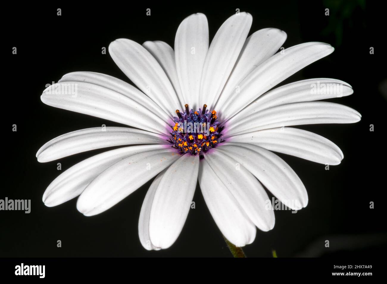 Daisy africano ampio fiore aperto, primo piano macrofotografia su sfondo nero. Osteospermum ecklonisis, Dimorphotheca ecklonis, Capo Marguerite. Foto Stock