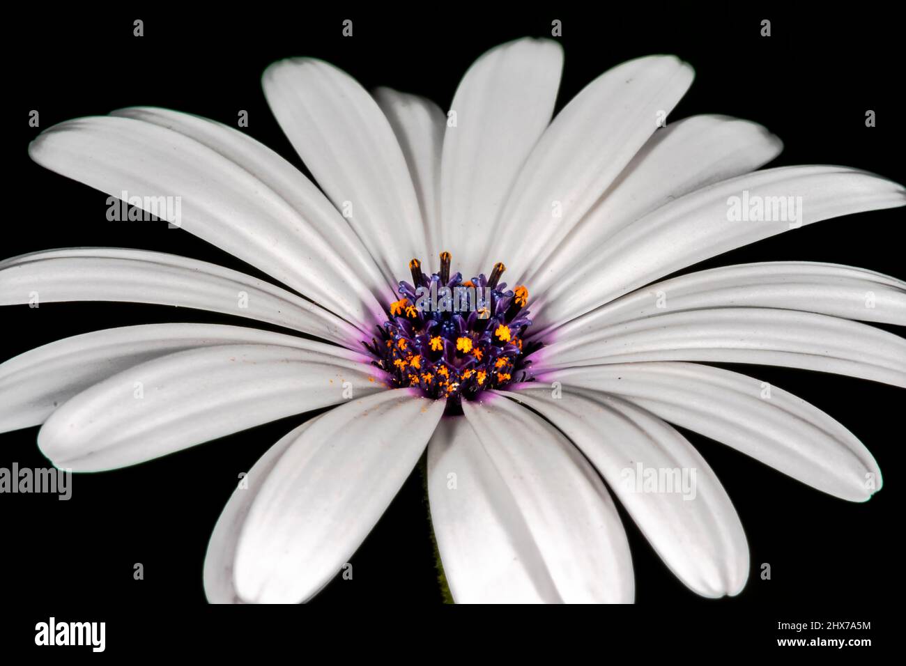 Daisy africano ampio fiore aperto, primo piano macrofotografia su sfondo nero. Osteospermum ecklonisis, Dimorphotheca ecklonis, Capo Marguerite. Foto Stock