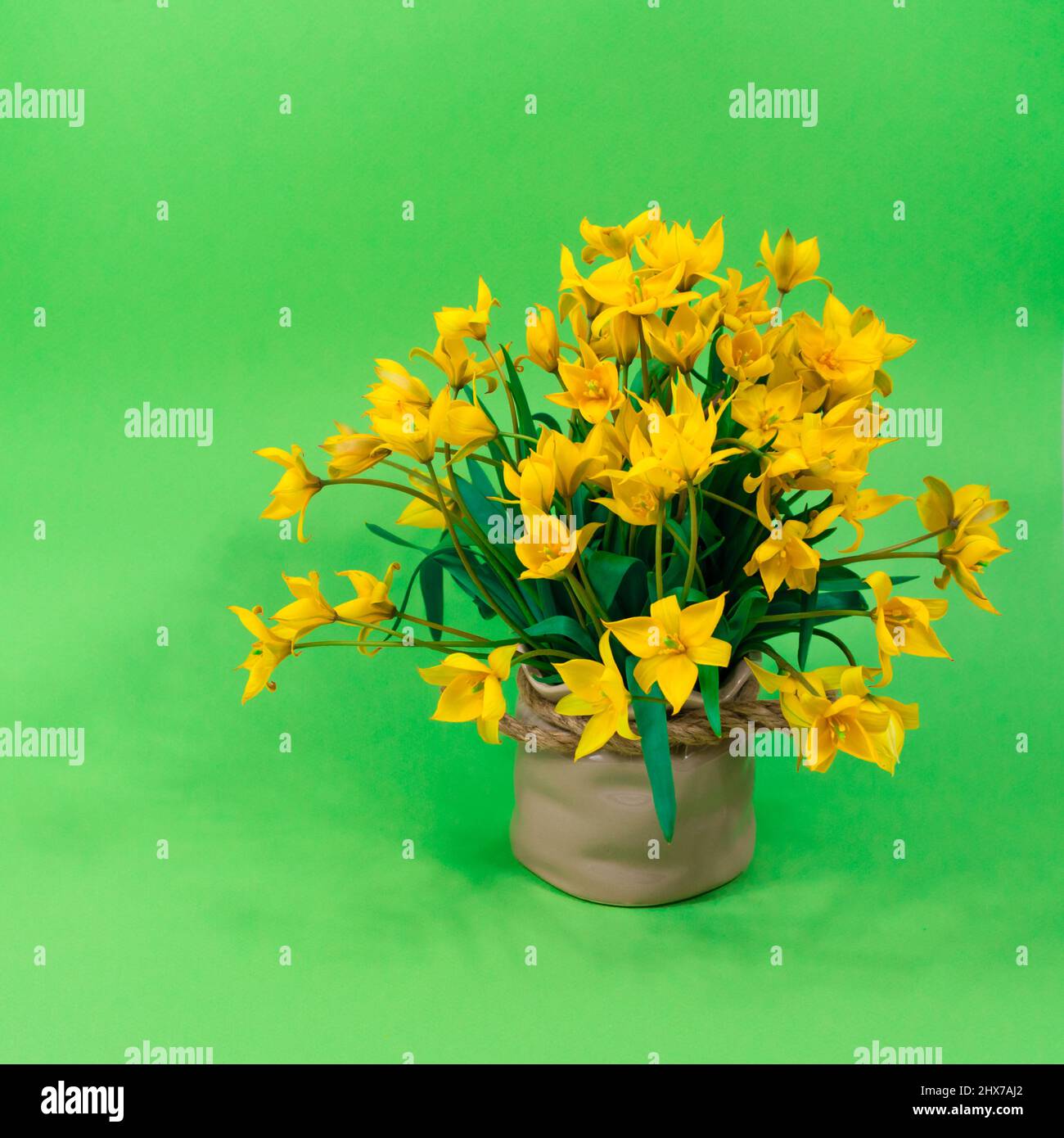 Tulipani gialli della foresta in vaso marrone di ceramica su sfondo verde. La base per la cartolina. Festa della mamma, 8 marzo. Foto Stock