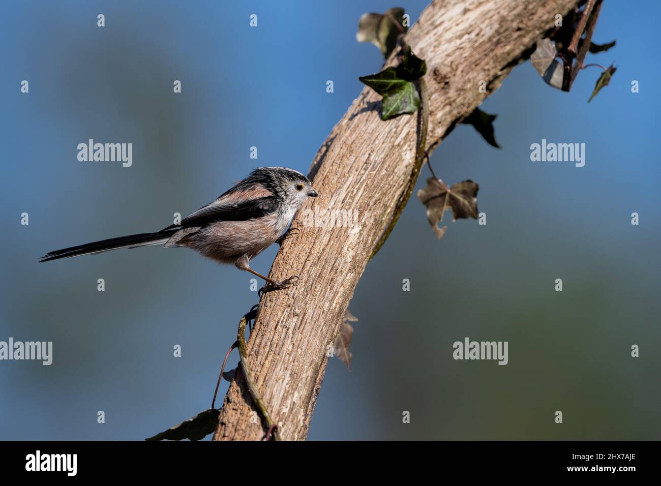 Un tit a coda lunga si siede sul tosse di un albero Foto Stock