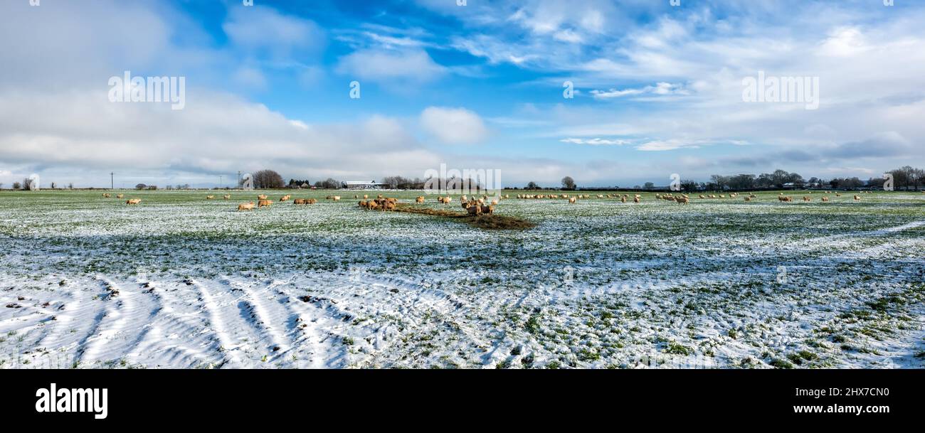 Inverno - gregge di pecore nella neve; Cotswolds; vicino Stroud; Inghilterra; Regno Unito Foto Stock