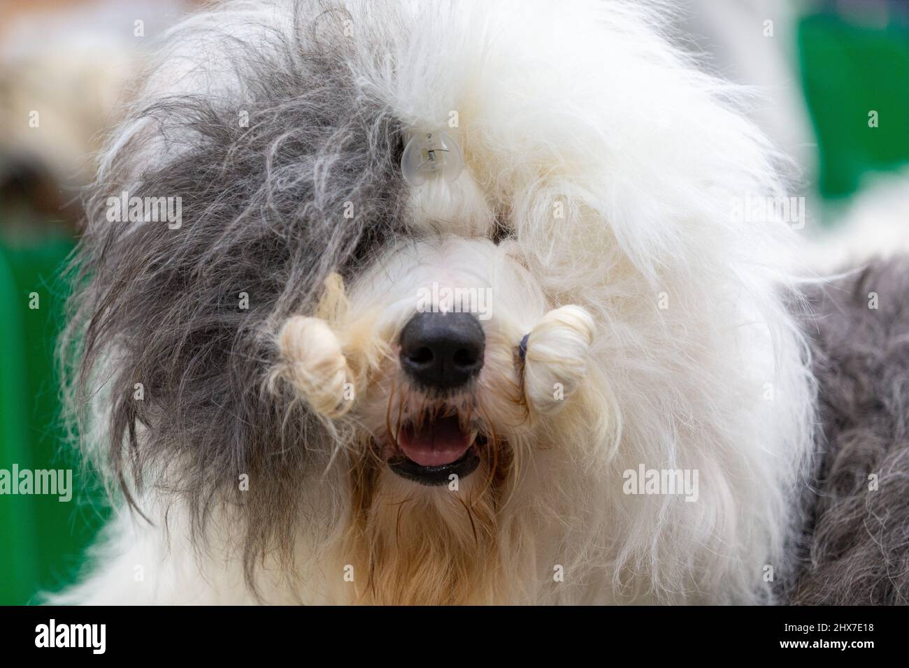 Birmingham, Regno Unito. 10th Mar 2022. Un vecchio cane da pastore inglese attende pazientemente il suo momento di gloria a Crufts 2022. Credit: Peter Lopeman/Alamy Live News Foto Stock