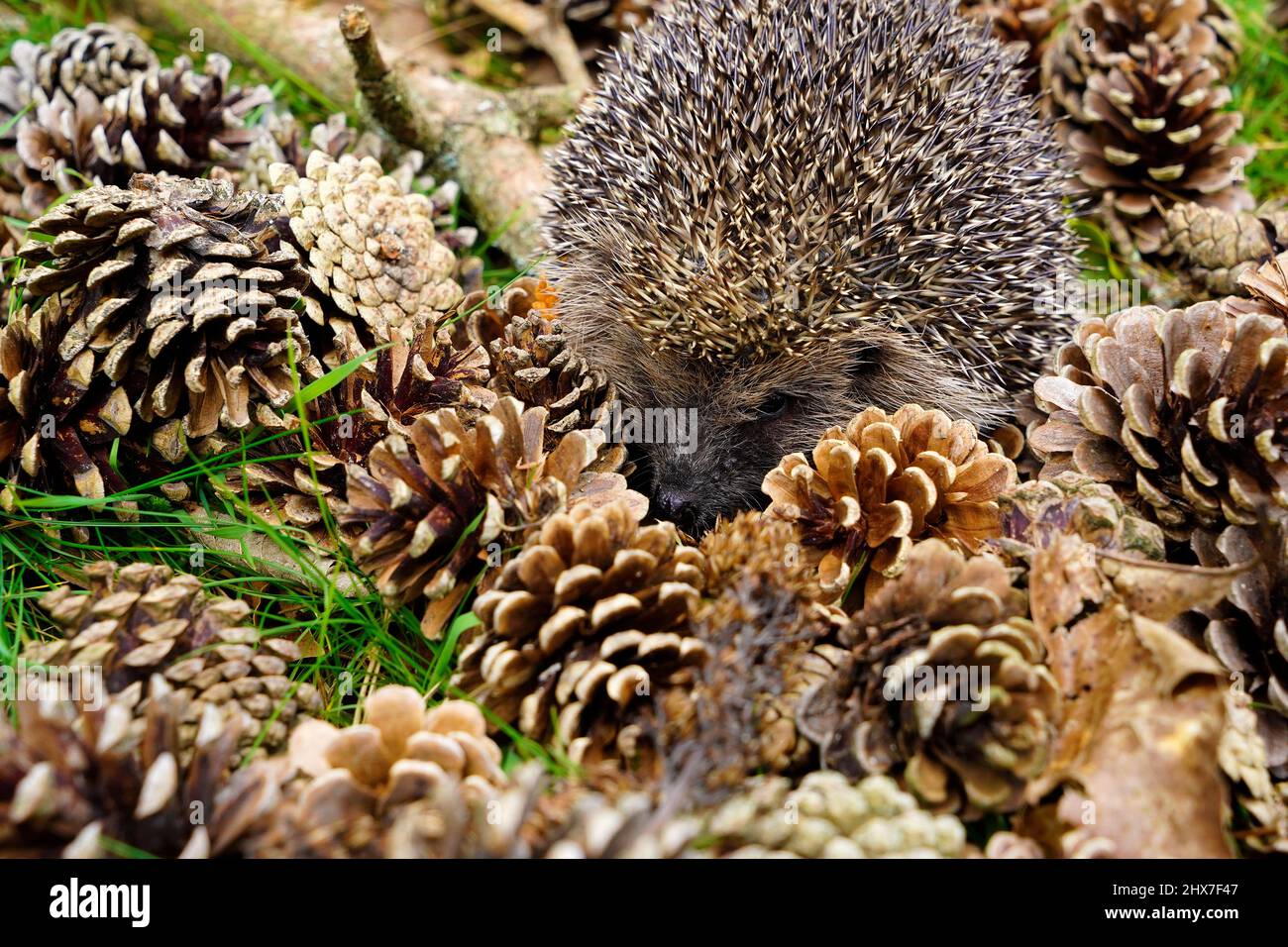 I visitatori del giardino nel Regno Unito, il nostro splendido piccolo riccio, possono viaggiare fino a 2 miglia a notte Foto Stock