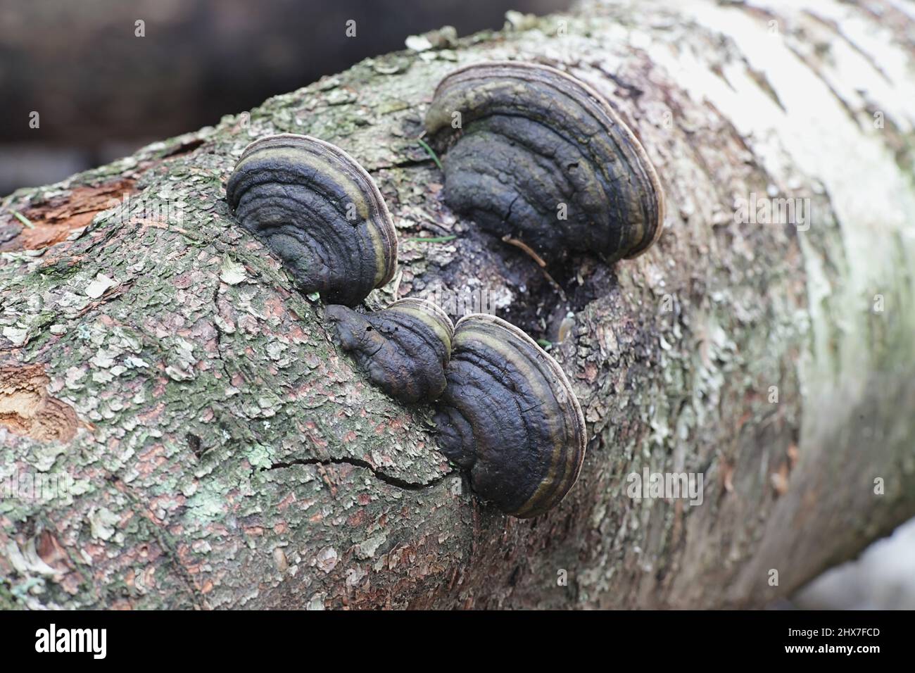 Fomes fomentarius, comunemente noto come fungo di tonder, fungo di tonder falso, fungo di hoof, conk di tonder, polyporus di tonder o fungo dell'uomo di ghiaccio Foto Stock