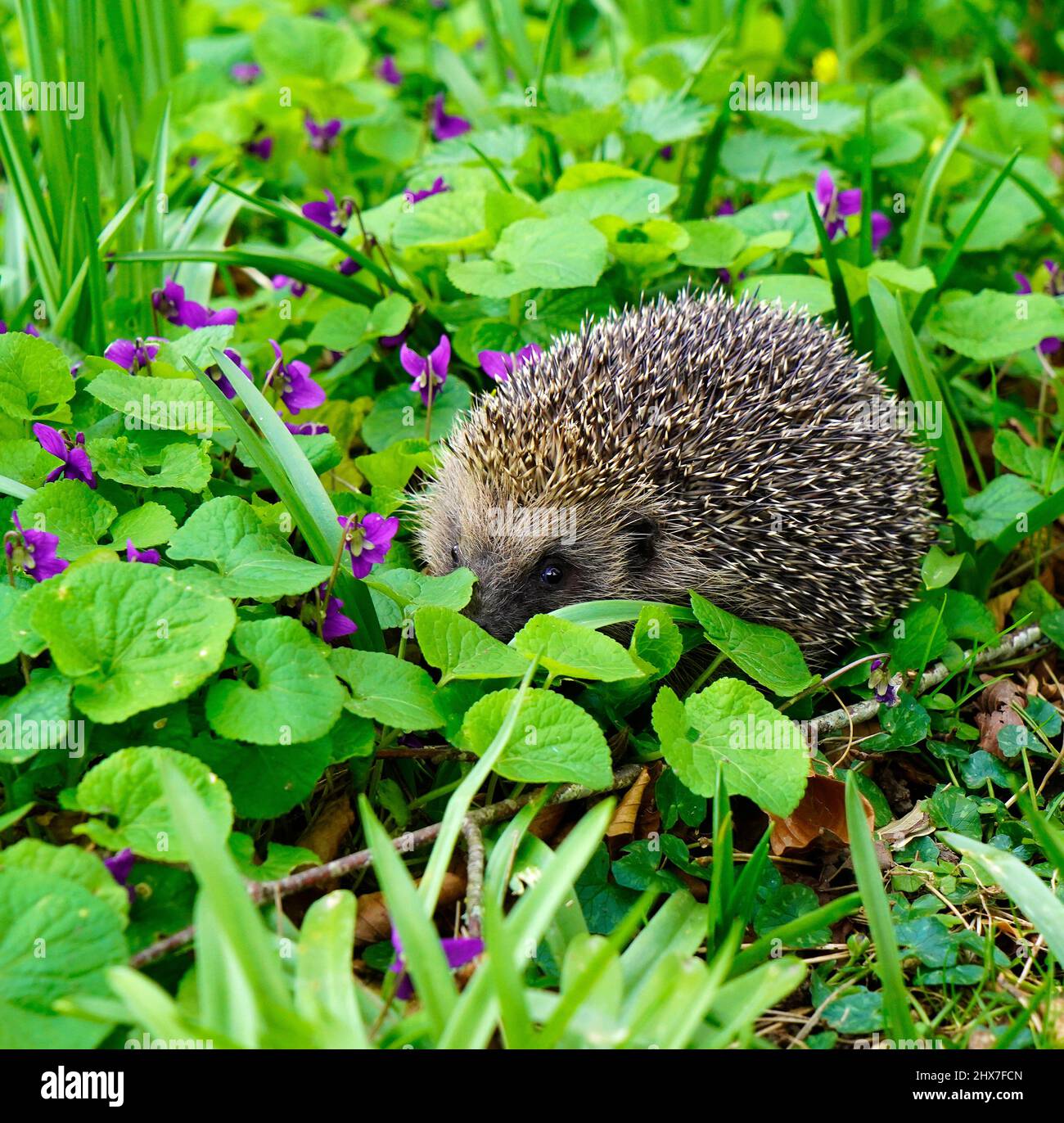 I visitatori del giardino nel Regno Unito, il nostro splendido piccolo riccio, possono viaggiare fino a 2 miglia a notte Foto Stock