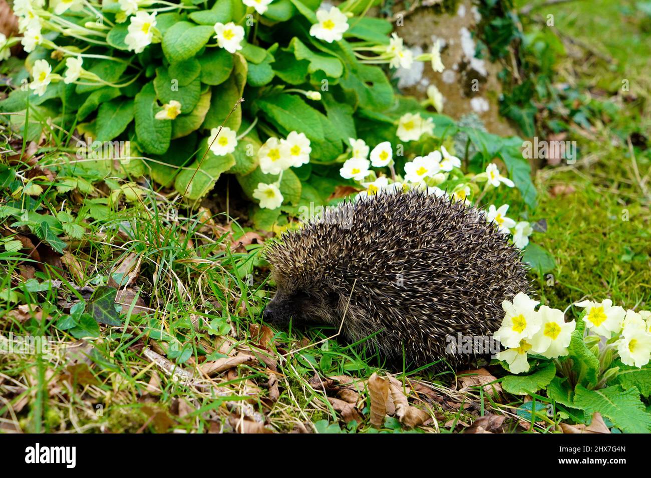 I visitatori del giardino nel Regno Unito, il nostro splendido piccolo riccio, possono viaggiare fino a 2 miglia a notte Foto Stock