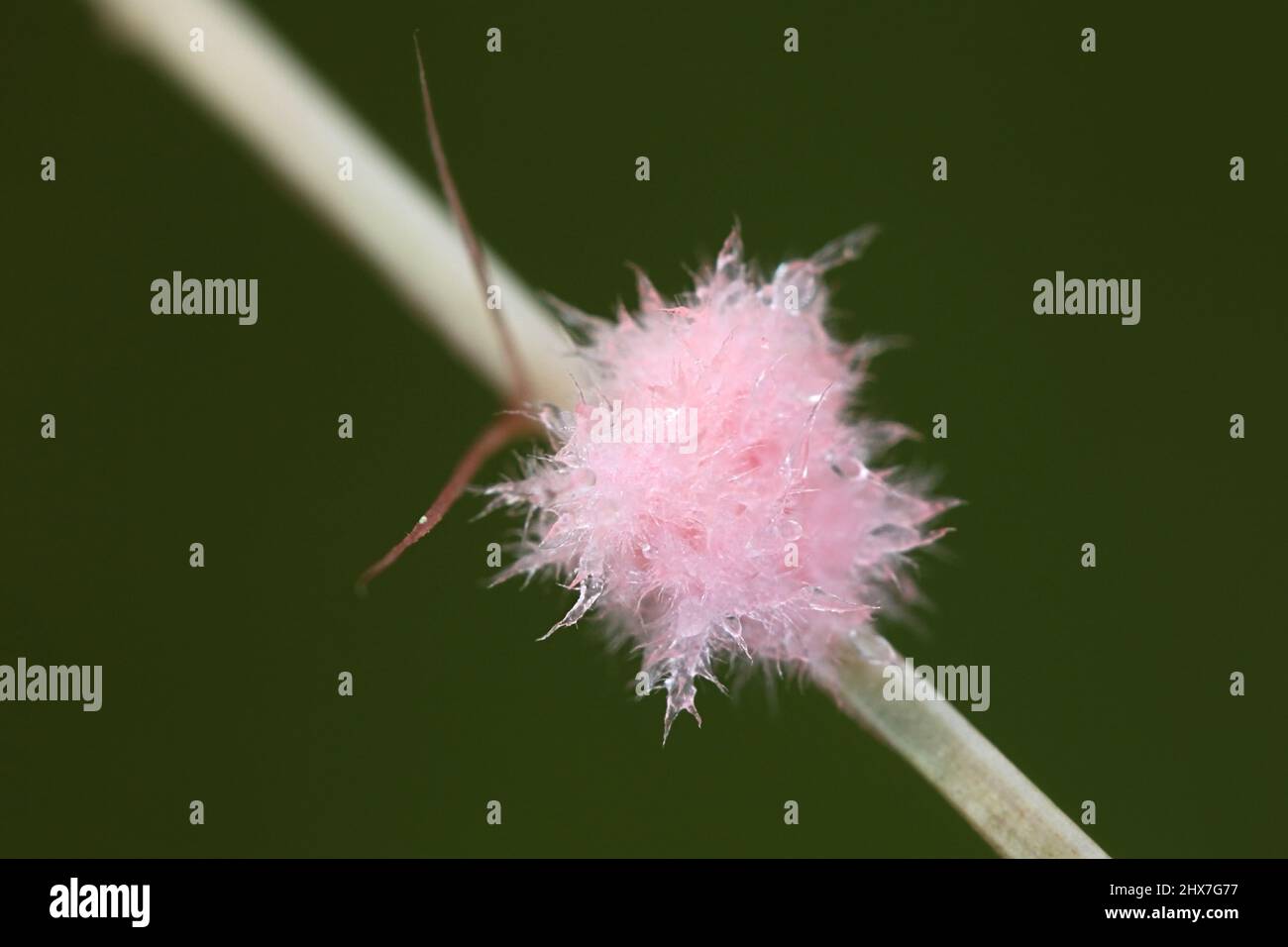 Laetisaria fuciformis, conosciuta come la malattia del filo rosso, un patogeno della pianta che infetta i prati, qui in piccolo, rosa, cotone lana-come palcoscenico del micelio Foto Stock