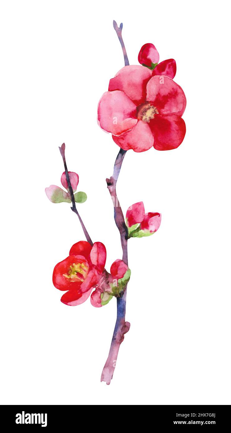 Chaenomeles japonica. Illustrazione dell'acquerello di quince. Disegno a mano di rami di mela cotogna e fiori per cartoline Foto Stock