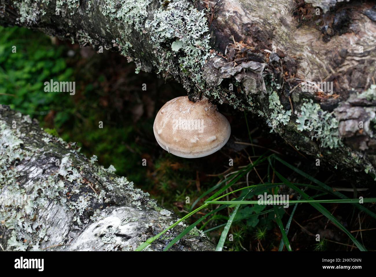 Fomitopsis betulina, precedentemente Piptoporus betulinus, noto come la betulla polypore, staffa di betulla, o un rasoio strop Foto Stock