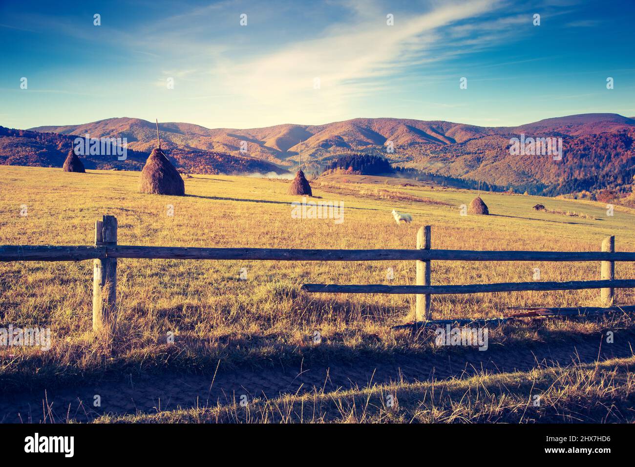 Fantastiche colline gialle con cielo blu di una zona rurale. Carpazi, Ucraina, Europa. Mondo di bellezza. Filtro stile retrò. Effetto tonificante Instagram. Foto Stock