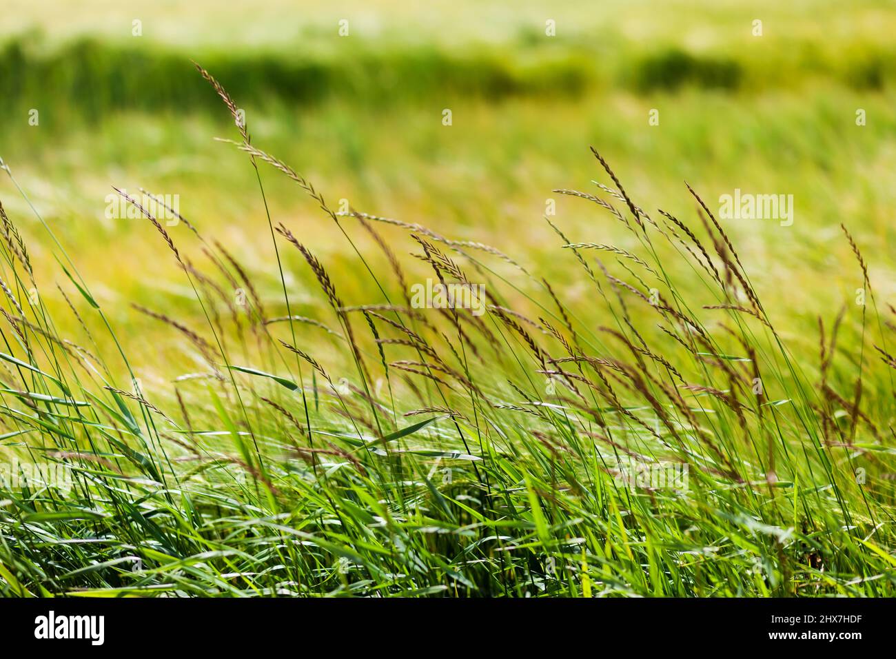 Erba verde. Elemento di design. Ucraina, Europa. Mondo di bellezza. Foto Stock