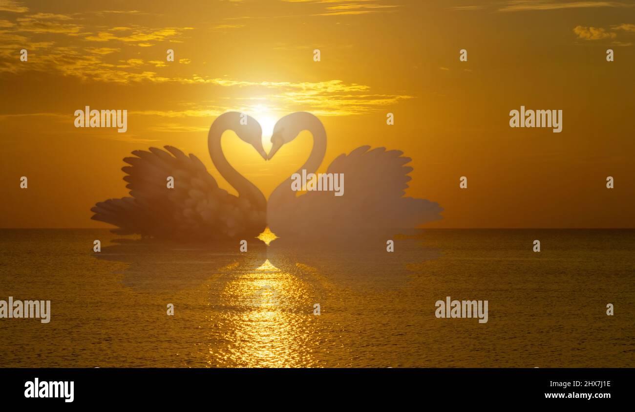 Bel cigno nero a forma di cuore sul tramonto del lago. Concetto di uccello amore Foto Stock