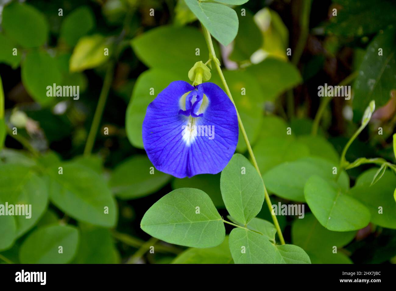 Clitoria ternatea fiore viola profondo nel giardino Foto Stock