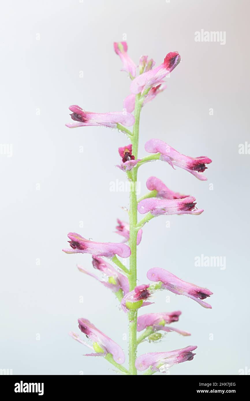 Fumaria officinalis, conosciuta come fumatoria comune, fumatoria della droga o fumo di terra Foto Stock