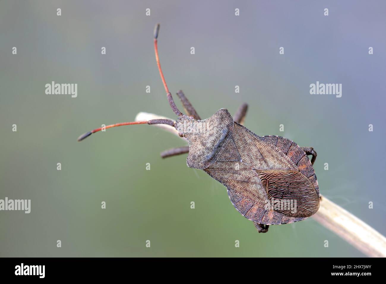 Dock bug, Coreus marginatus Foto Stock