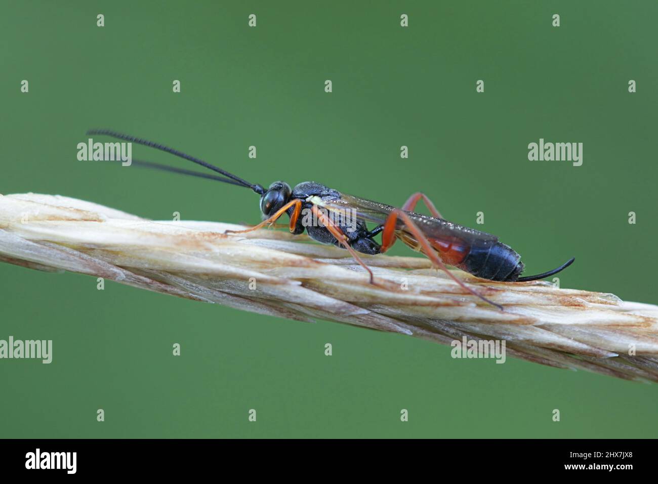 Vespa parassitoide femminile, comunemente nota come vespa scorpione, con ovipositor lungo curvo Foto Stock