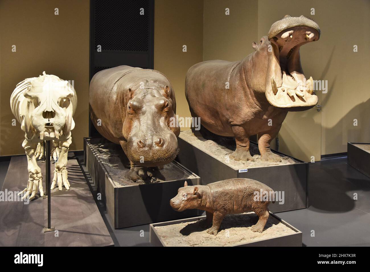 Mostre di animali hippopotamus anfibio esposte al Museo di Storia Naturale (Museo für Naturkunde) di Berlino in Germania. Foto Stock