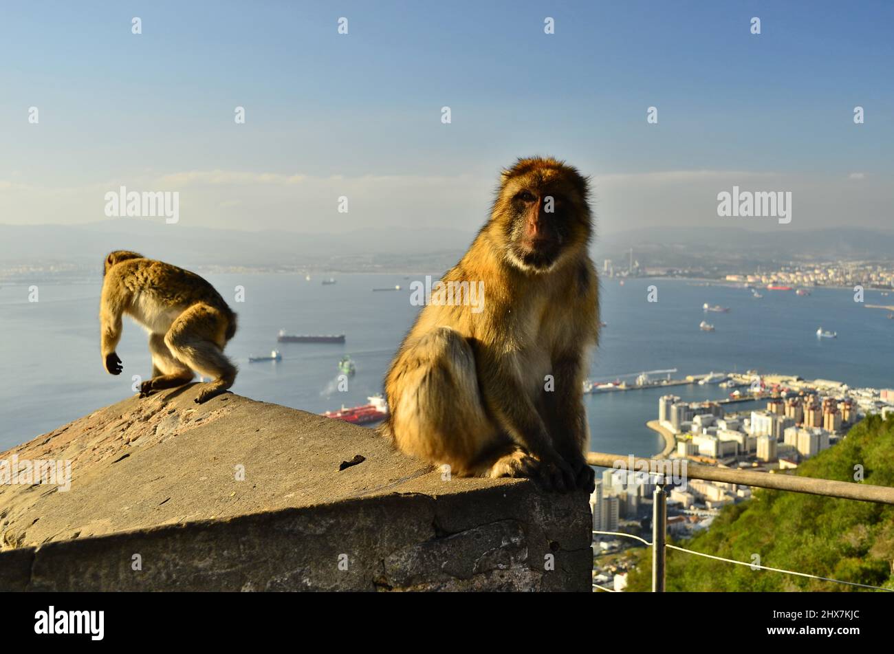 Barbary macaques (Macaca sylvanus), Gibraltar Nature Reserve British Overseas Territory. Foto Stock