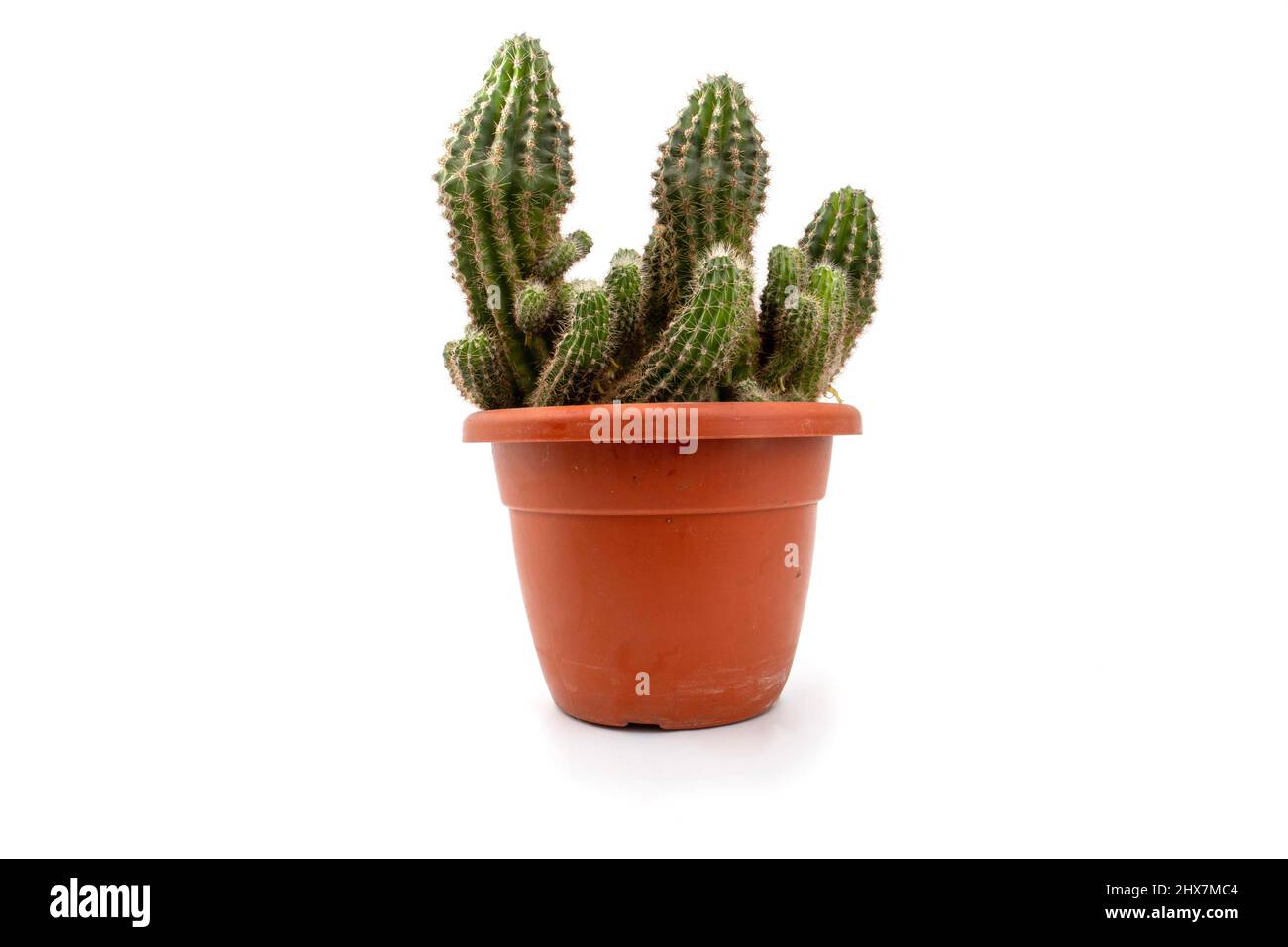 cactus in pentola isolato su bianco Foto Stock