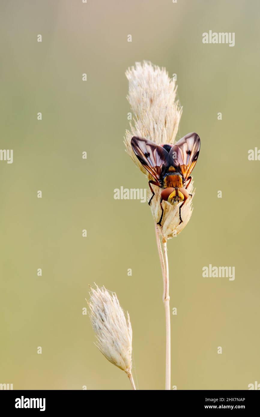 Mosca parassita seduta sull'erba nel prato. Isolato su sfondo chiaro, spazio di copia. Genere Ectophasia crassipennis. Slovacchia Foto Stock