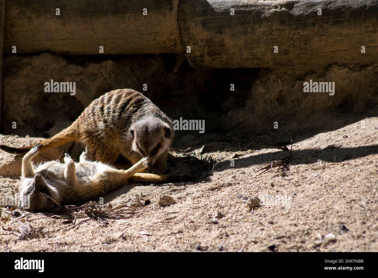 Due suricati, meerkat (Suricata suricatta) giocando. Foto Stock