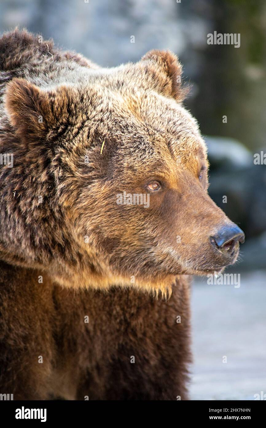 Ritratto dell'orso grizzly, volto dell'orso grizzly. Foto Stock