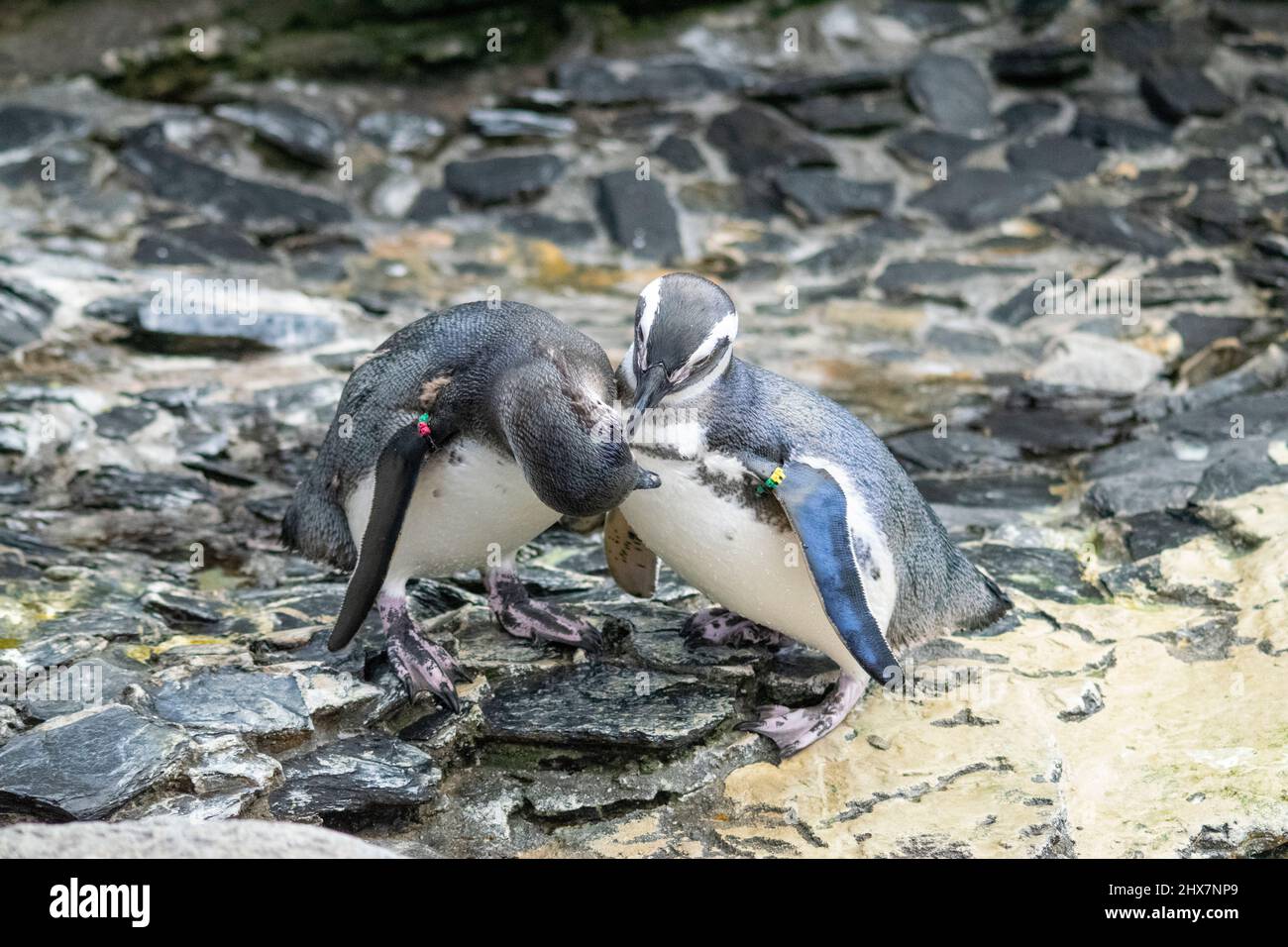 Coppia di pinguini innamorati. PINGUINS bacia in modo tenero. Animali regno momenti di amore. Foto Stock