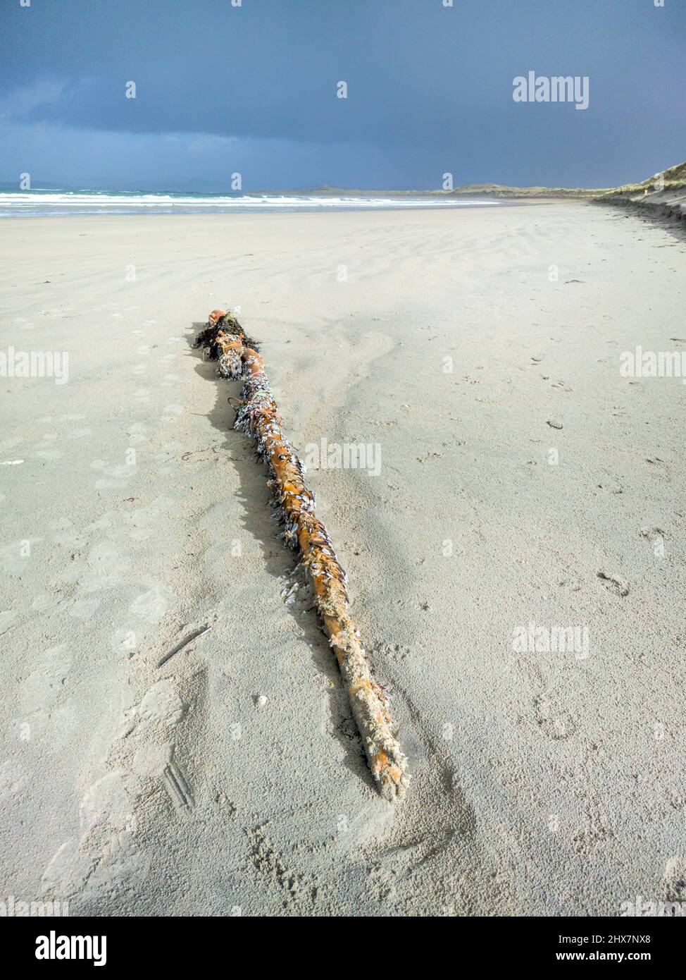 Granai d'oca, granai stalked, granai a collo d'oca su palo di legno sulla spiaggia in Irlanda. Foto Stock