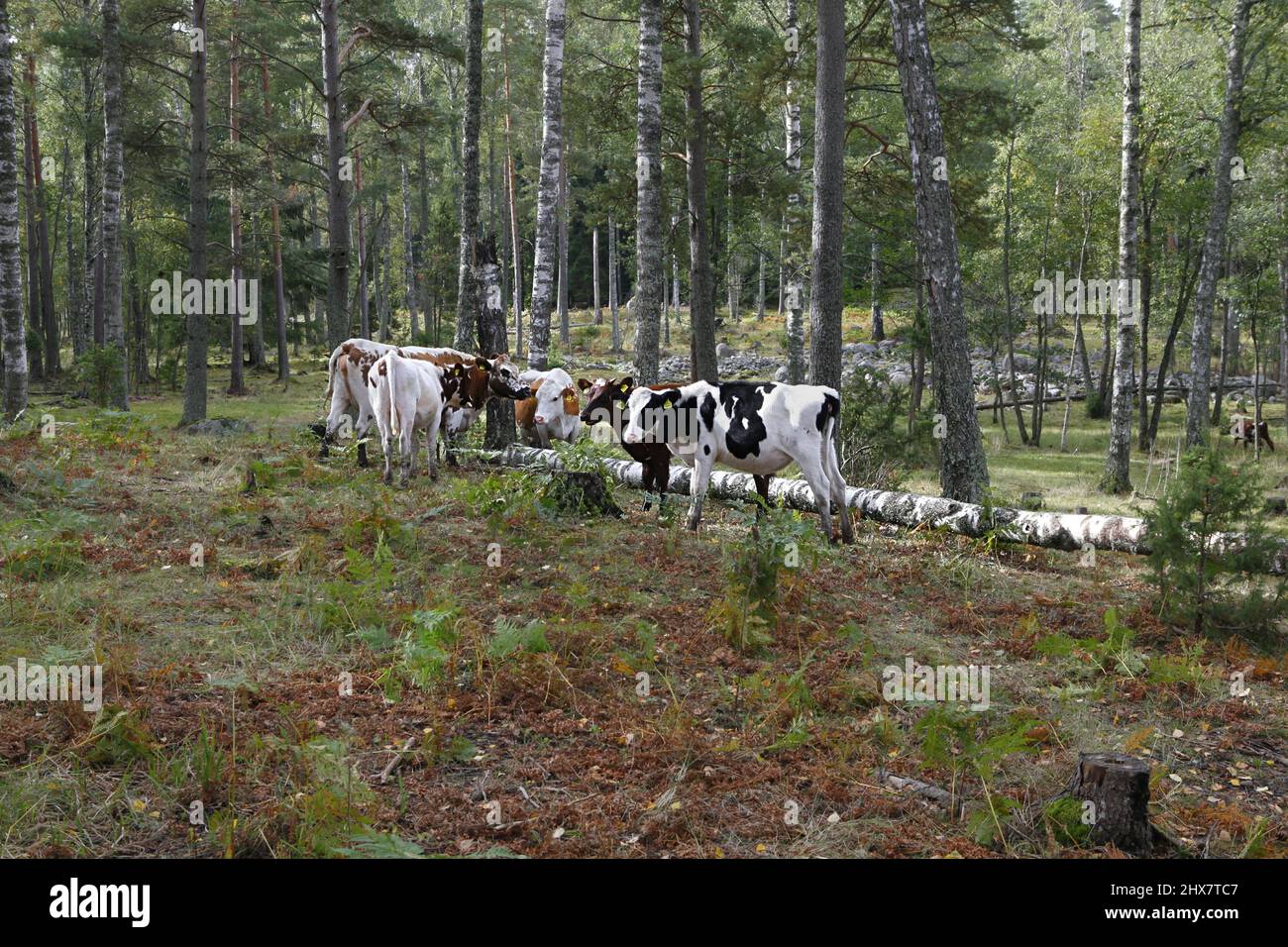 Il pascolo di bestiame su un pascolo di foresta in Finlandia Foto Stock