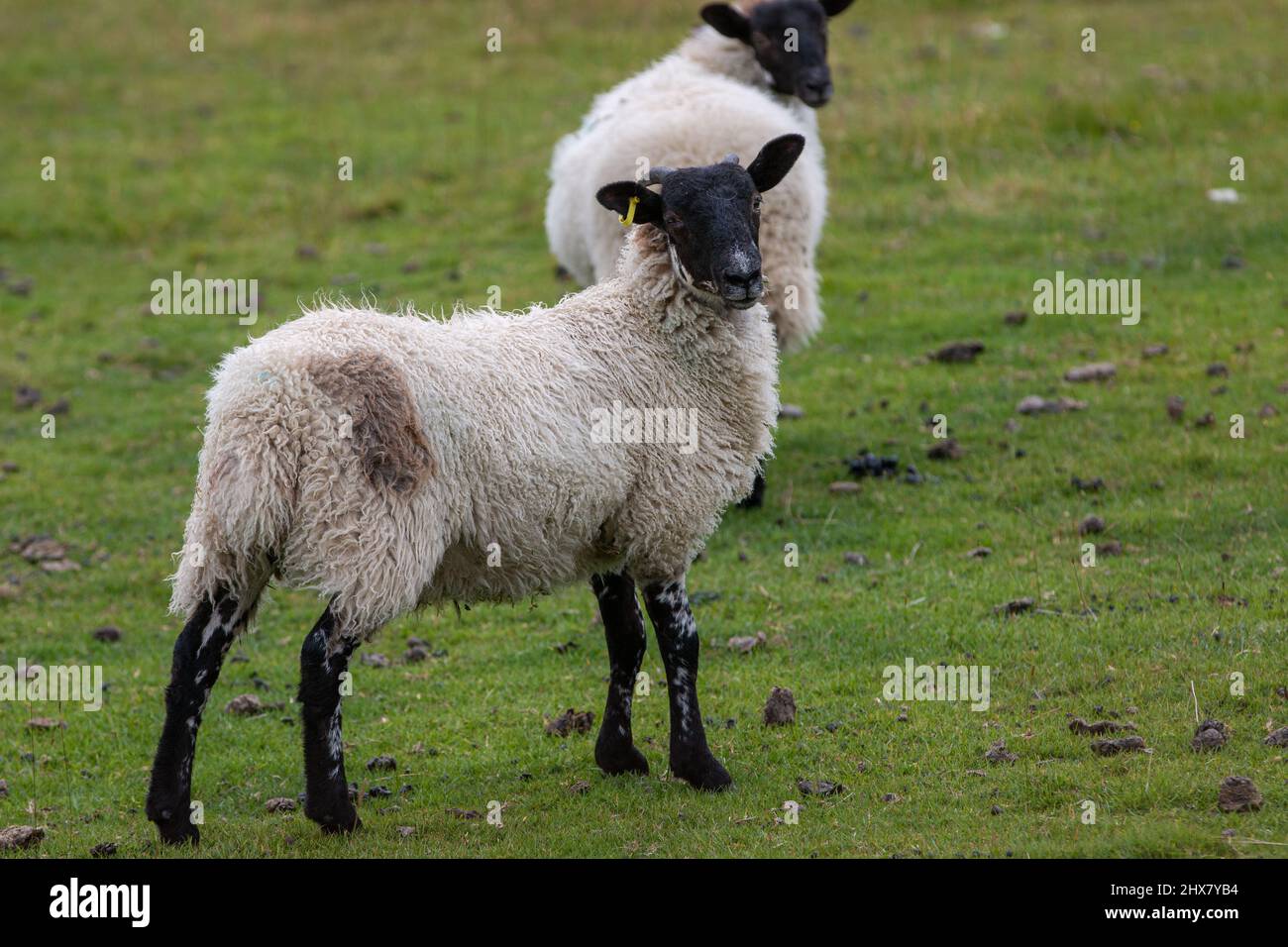 Un bianco di pecora Suffolk con museruola nera e gambe in piedi sull'erba guarda indietro alla telecamera. Ribblehead/Carnforth, North Yorkshire, Inghilterra, Regno Unito Foto Stock