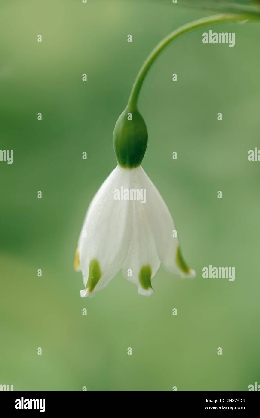 fiore snowdrop su sfondo verde Foto Stock