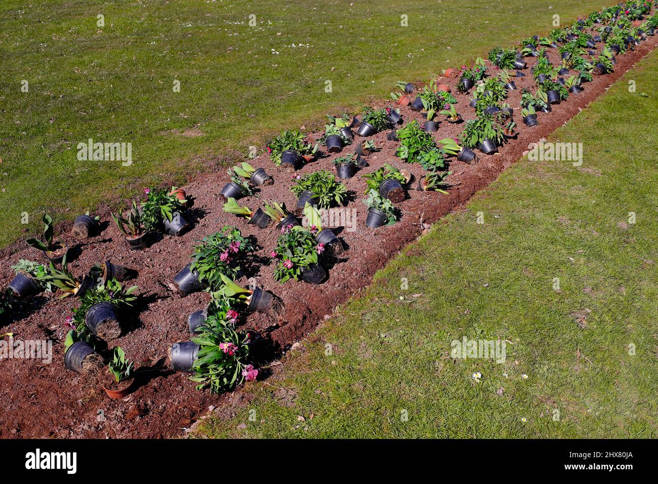 piantare fiori in un parco pubblico per la stagione primaverile Foto Stock