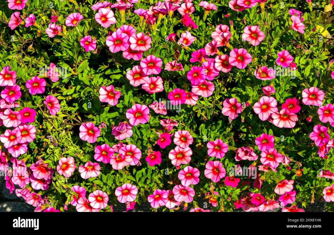 Flowerbed con fiori rosa in una giornata di sole. Foto Stock