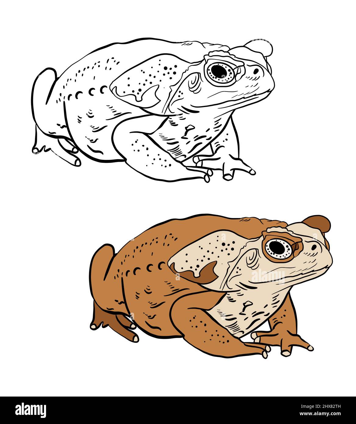 Illustrazione di un libro da colorare a colori e in bianco e nero. Disegno di una rana su sfondo bianco isolato. Illustrazione di alta qualità Foto Stock