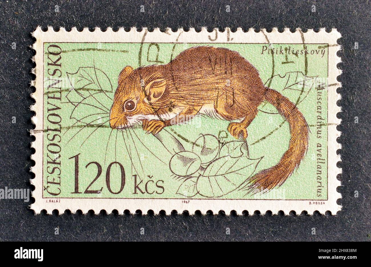 Francobollo cancellato stampato dalla Cecoslovacchia, che mostra Dormouse comune (Muscardinus avellanarius), Fauna del Parco Nazionale di Tatra, circa 1971. Foto Stock
