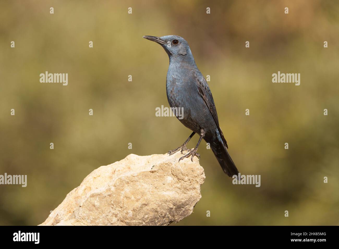 Un bel mughetto di roccia blu arroccato su una roccia Foto Stock